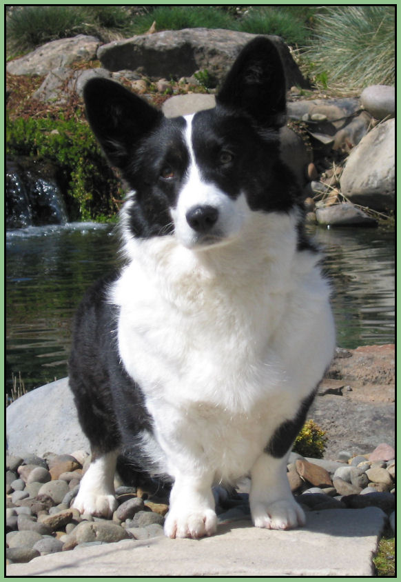 Coedwig Cardigan Welsh Corgis